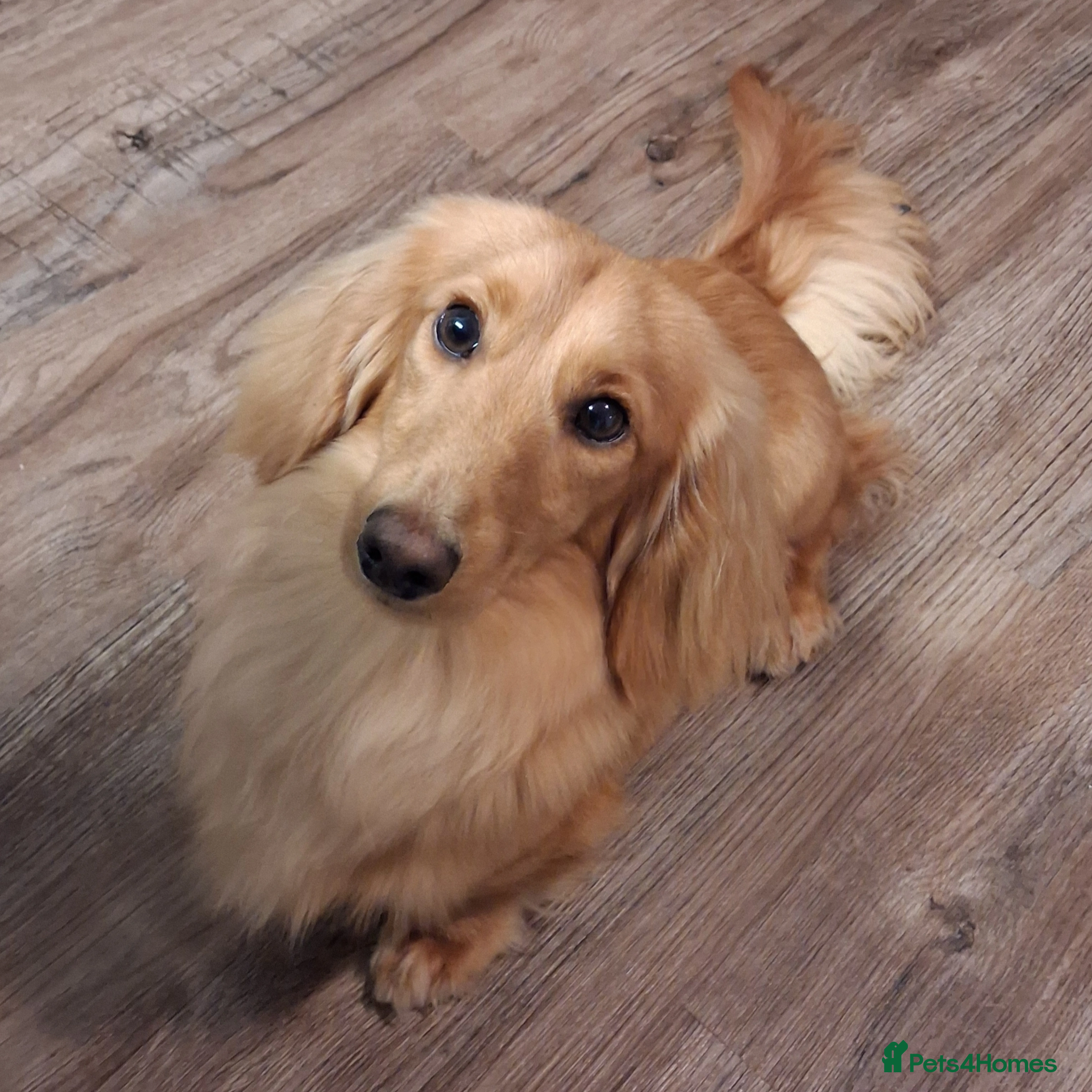 Miniature Dachshund dogs for stud: Available for stud - Advert 1