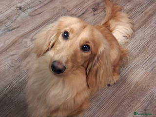 Miniature Dachshund dogs Available for stud - Advert 1