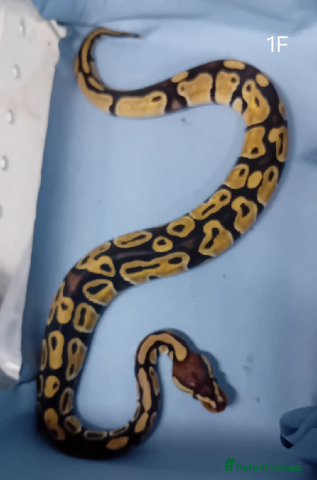 Python Snake reptiles for sale: Hatchling Royal Python's Females - Advert 3