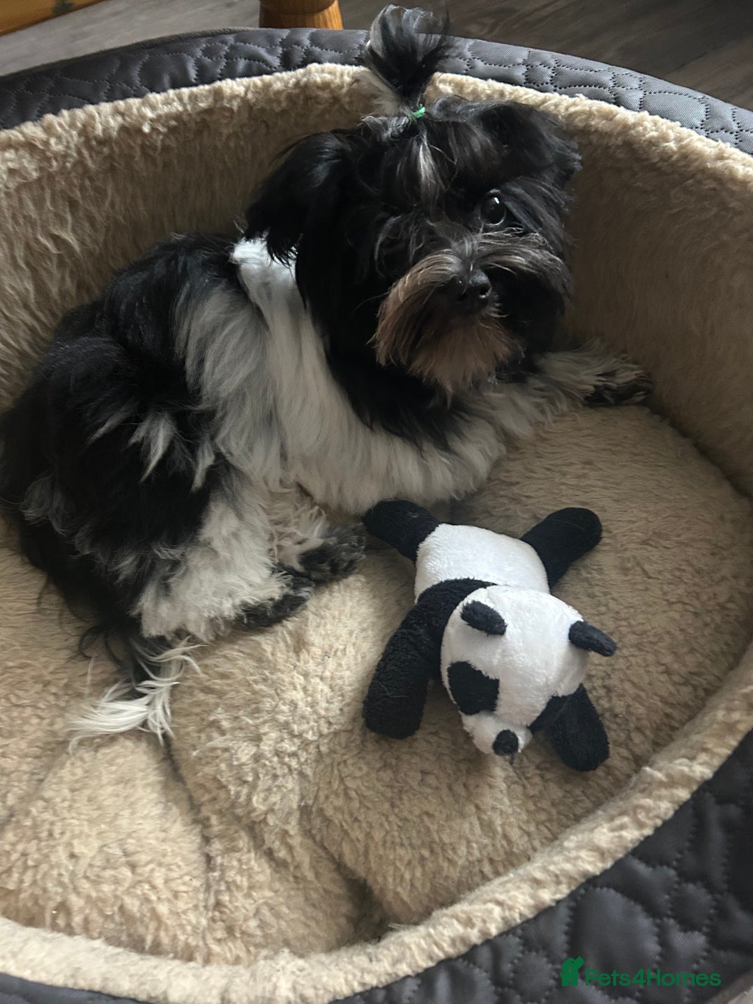 Mixed Breed dogs for sale: Colour Yorkshire Terrier   , DNA tested parents  - Image 15