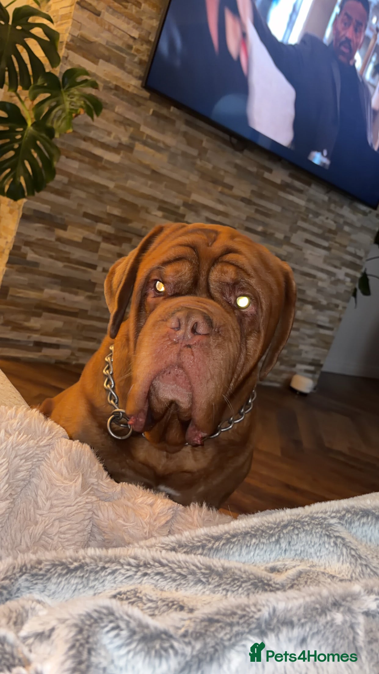 Dogue De Bordeaux dogs Cooper  - Advert 2