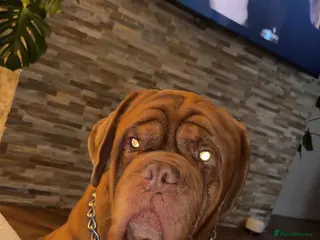 Dogue De Bordeaux dogs Cooper - Advert 2