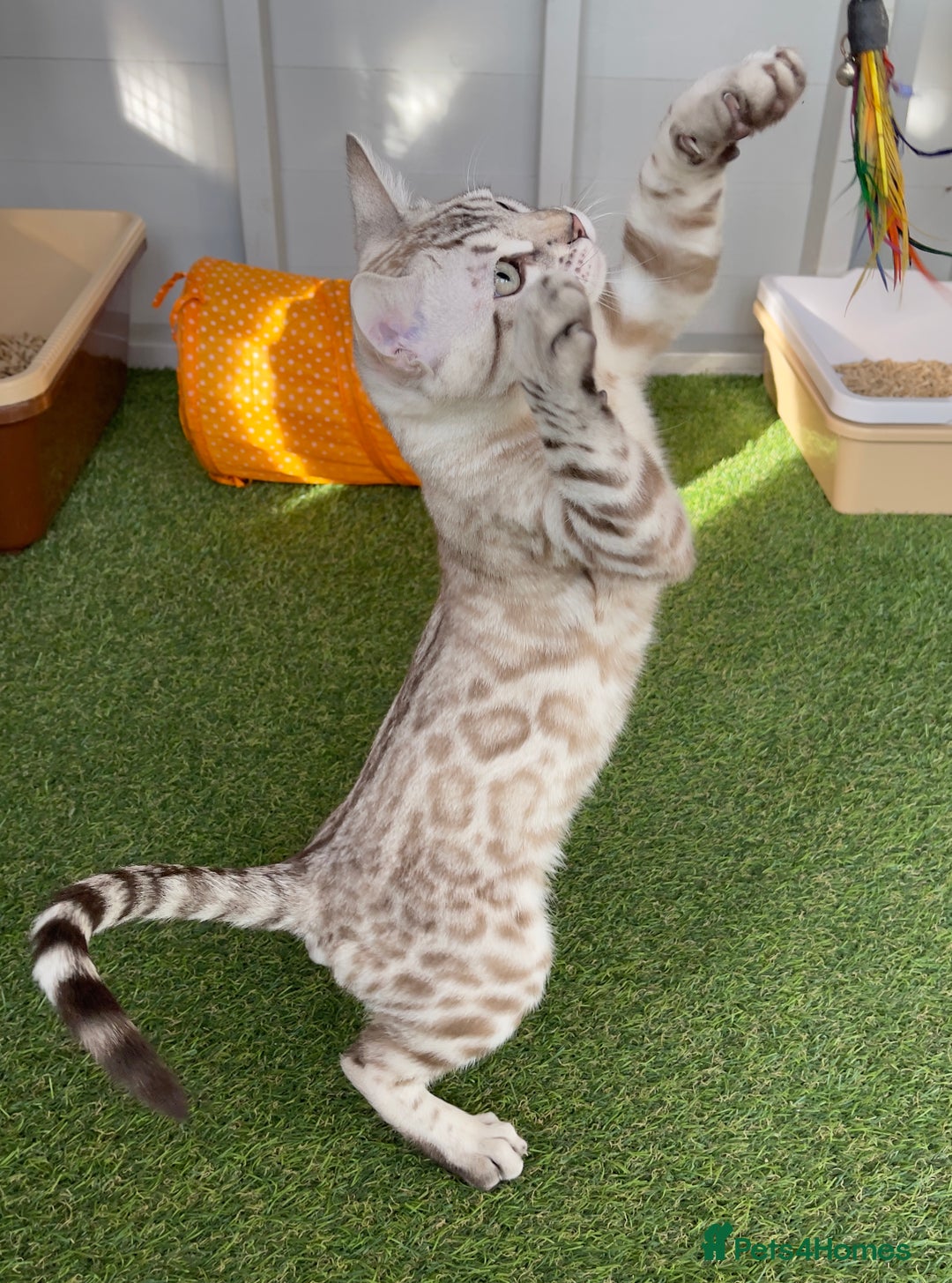 Bengal cats for sale: Sensational Seal Silver Mink Active Bengal Stud - Image 2