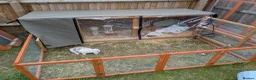 Dutch rabbits for sale: Bonded 10 week old dutch x french lop sisters - Advert 9