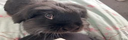 Lionhead rabbits for sale: Beautiful lionhead  in Preston - Advert 7