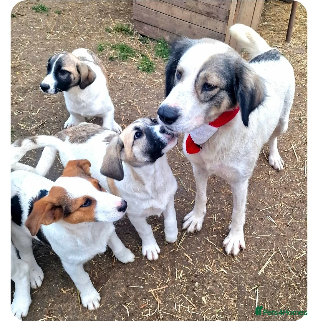 Mixed Breed dogs for adoption: ORLA ( Foster to adopt)  - Advert 2