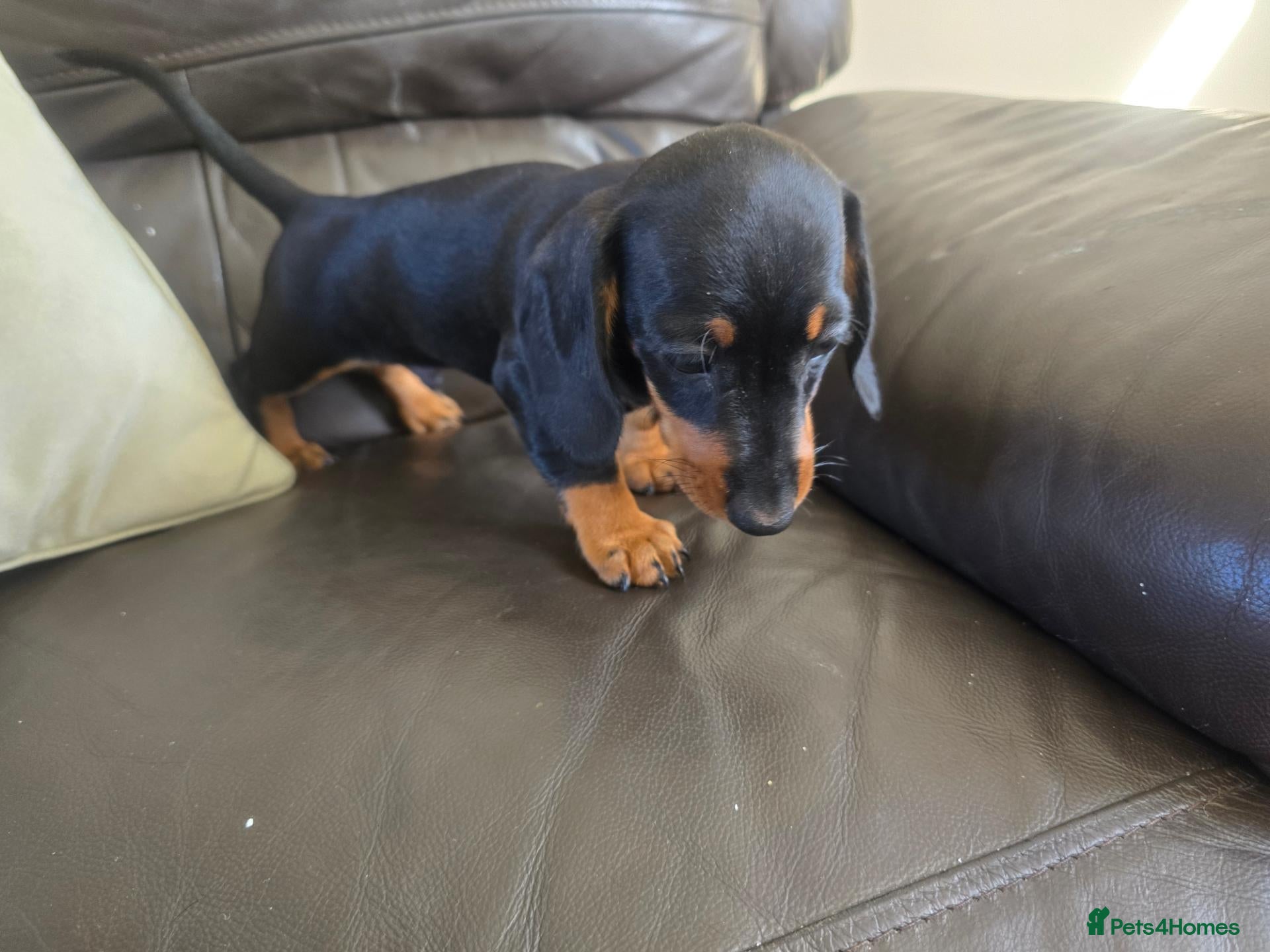 Dachshund dogs Minature Dachshund puppies 1 boy left! - Advert 16