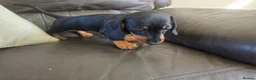 Dachshund dogs for sale: Minature Dachshund puppies 1 boy left! - Advert 1
