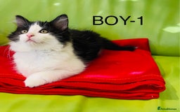 Mixed Breed cats for sale: Beautiful ,clever ,healthy village Kittens - Image 7