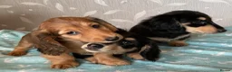 Miniature Dachshund dogs for sale: GORGEOUS KC reg PRA CLEAR MINI DACHSHUND PUPPIES - Advert 12