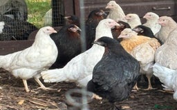 Chickens poultry for sale: Pol hybrid dark, blue and olive egg layers  - Image 5