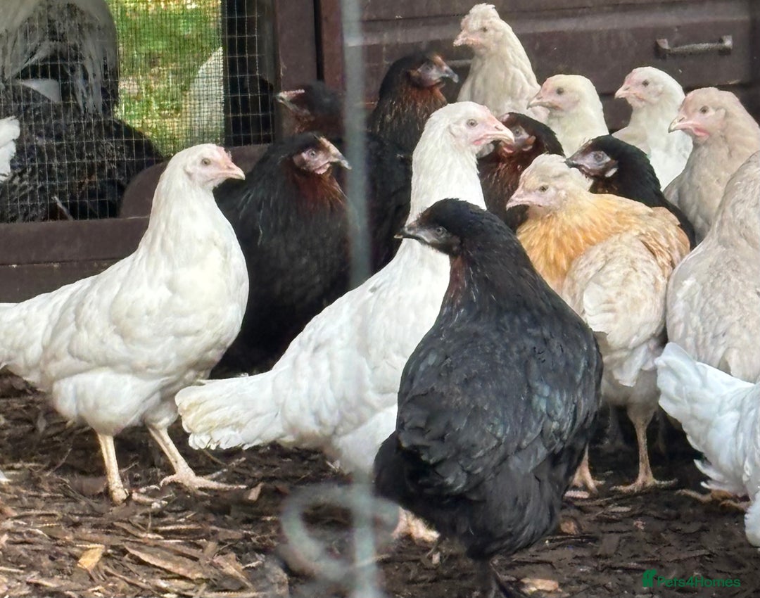 Chickens poultry for sale: Pol hybrid dark, blue and olive egg layers  - Image 5