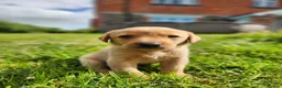 Labrador Retriever dogs for sale: Quality KC Fox Red Labradors  - Advert 9