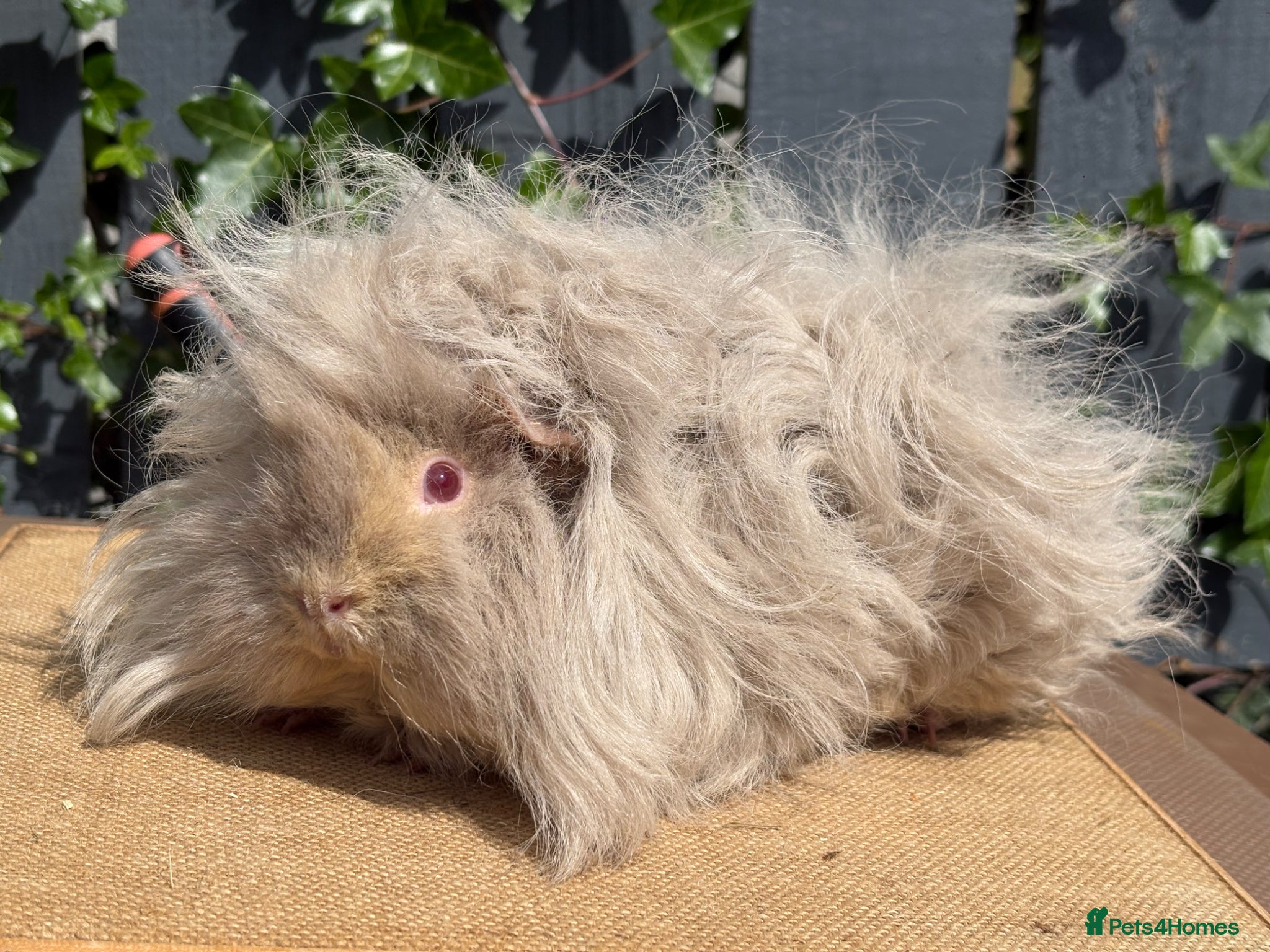 Guinea Pig rodents Purebred Lunkarya - Advert 1