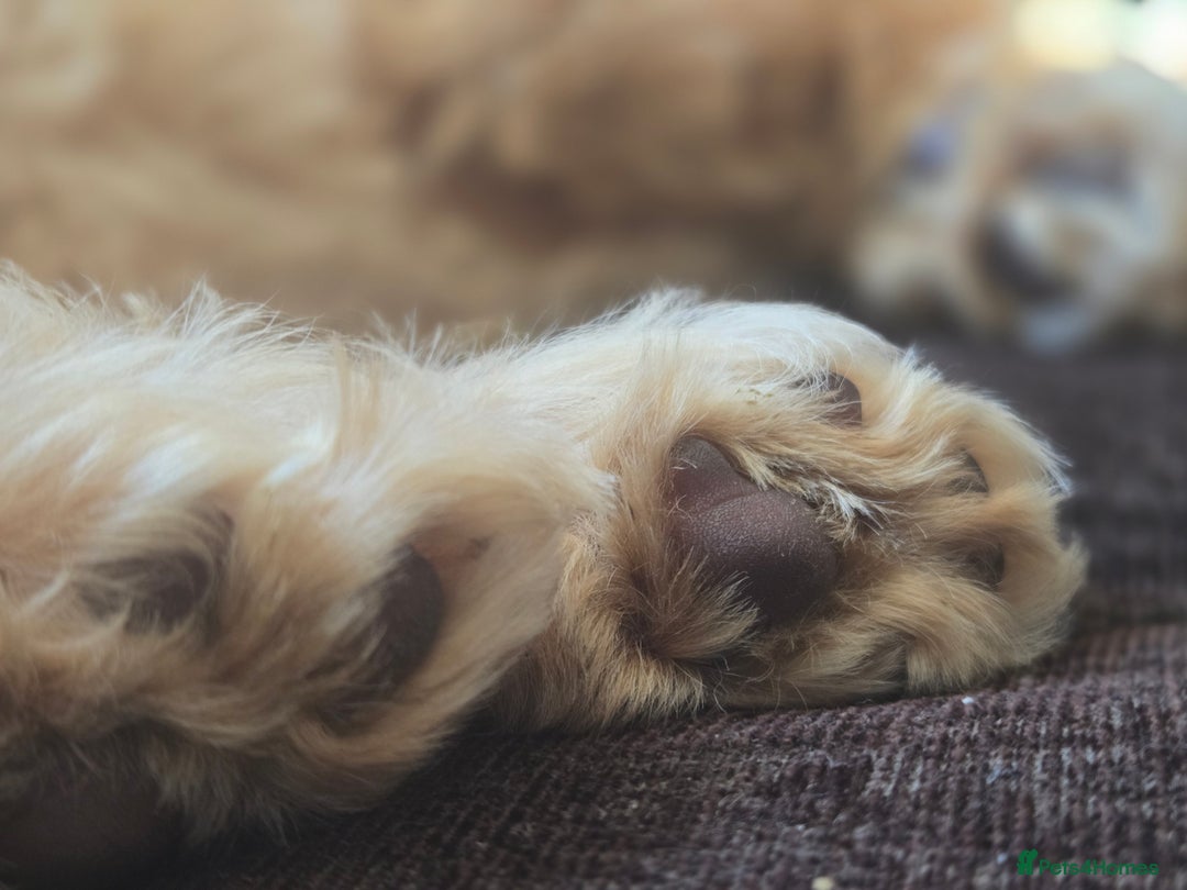Cockapoo dogs for sale: Fully vaccinated and Extensively health tested.  in Wisbech - Image 10