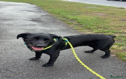 Labrador Retriever dogs for adoption: BEN IS A HANDSOME 7MTH OLD LABRADOR - Image 3