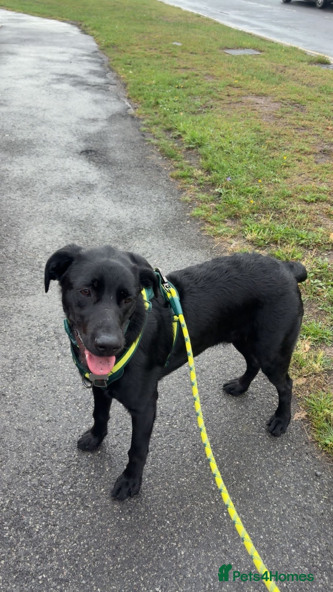 Labrador Retriever dogs for adoption: BEN IS A HANDSOME 7MTH OLD LABRADOR - Image 3