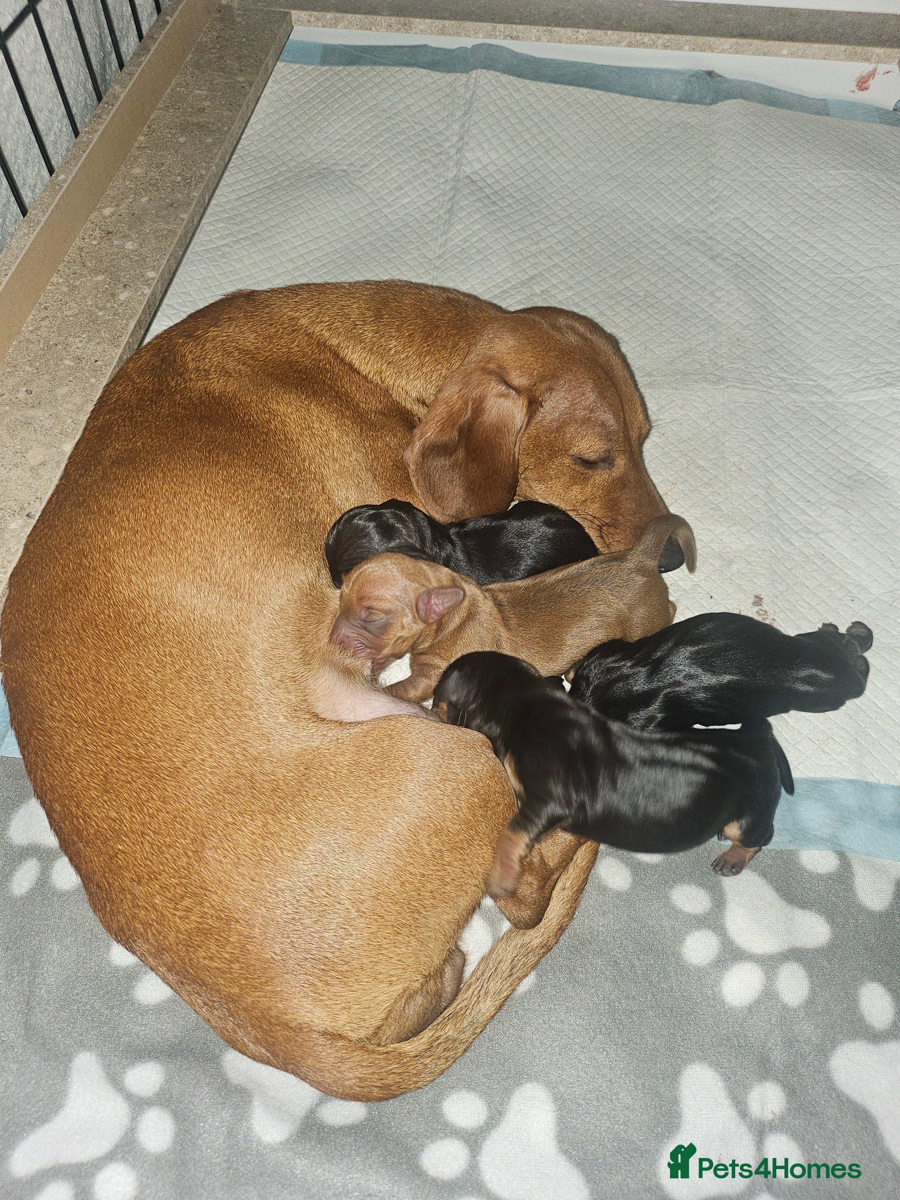 Dachshund dogs Beautiful Miniature Dachshund - Advert 13