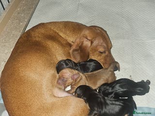 Dachshund dogs Beautiful Miniature Dachshund- 2boys,1 girl - Advert 14