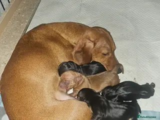 Dachshund dogs Beautiful Miniature Dachshund- 2boys,1 girl - Advert 9