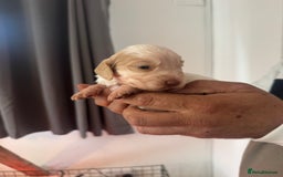 Cocker Spaniel dogs for sale: Full working cocker puppies for sale - Image 8