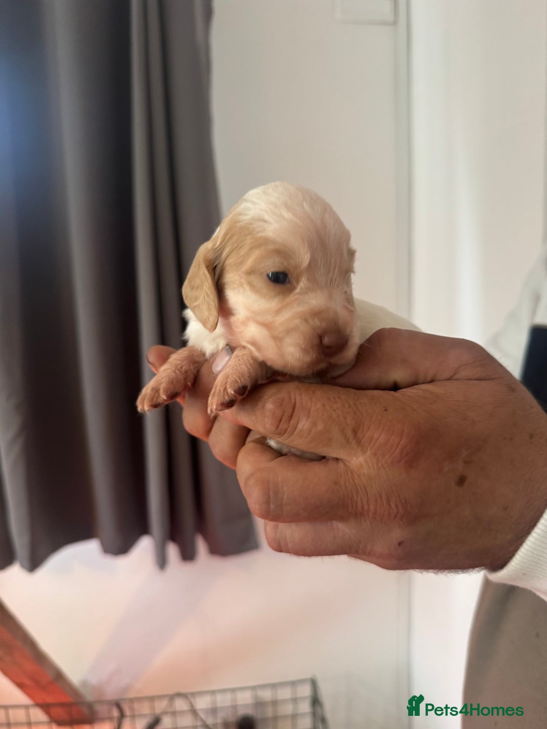 Cocker Spaniel dogs for sale: Full working cocker puppies for sale - Image 8