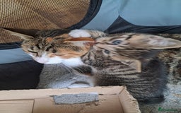 Mixed Breed cats for sale:  🐾 Adorable Kittens Looking for Loving Homes 🏡 - Image 6