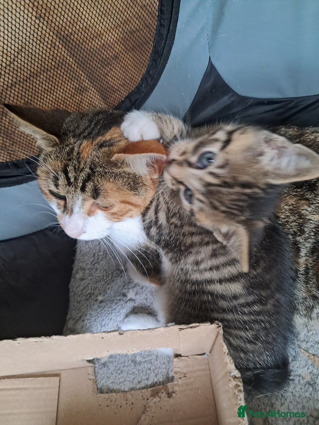 Mixed Breed cats for sale:  🐾 Adorable Kittens Looking for Loving Homes 🏡 - Image 6
