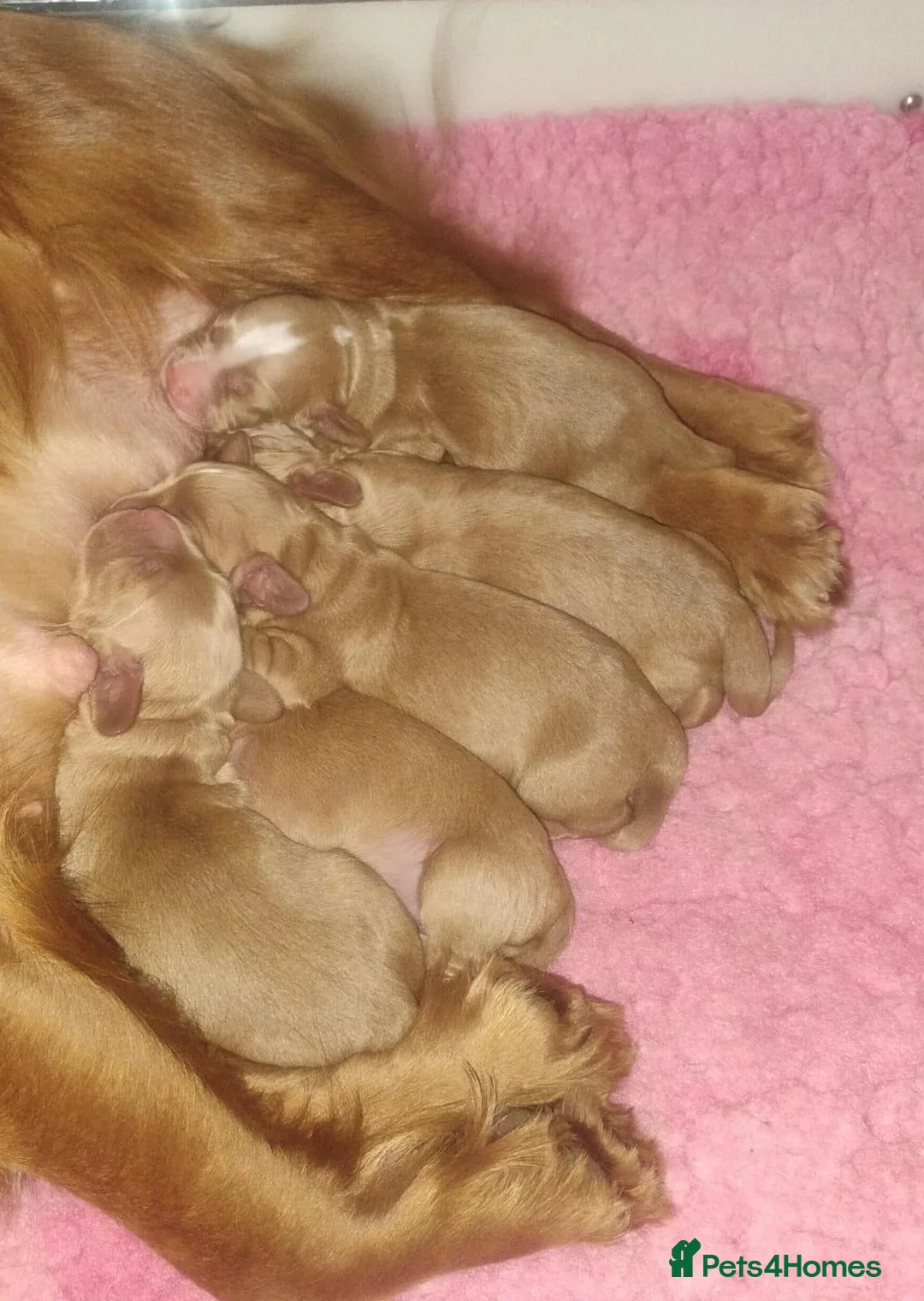 Cocker Spaniel dogs for sale: COCKER SPANIEL KC REG FULLY HEALTH TESTED PARENTS  - Advert 12