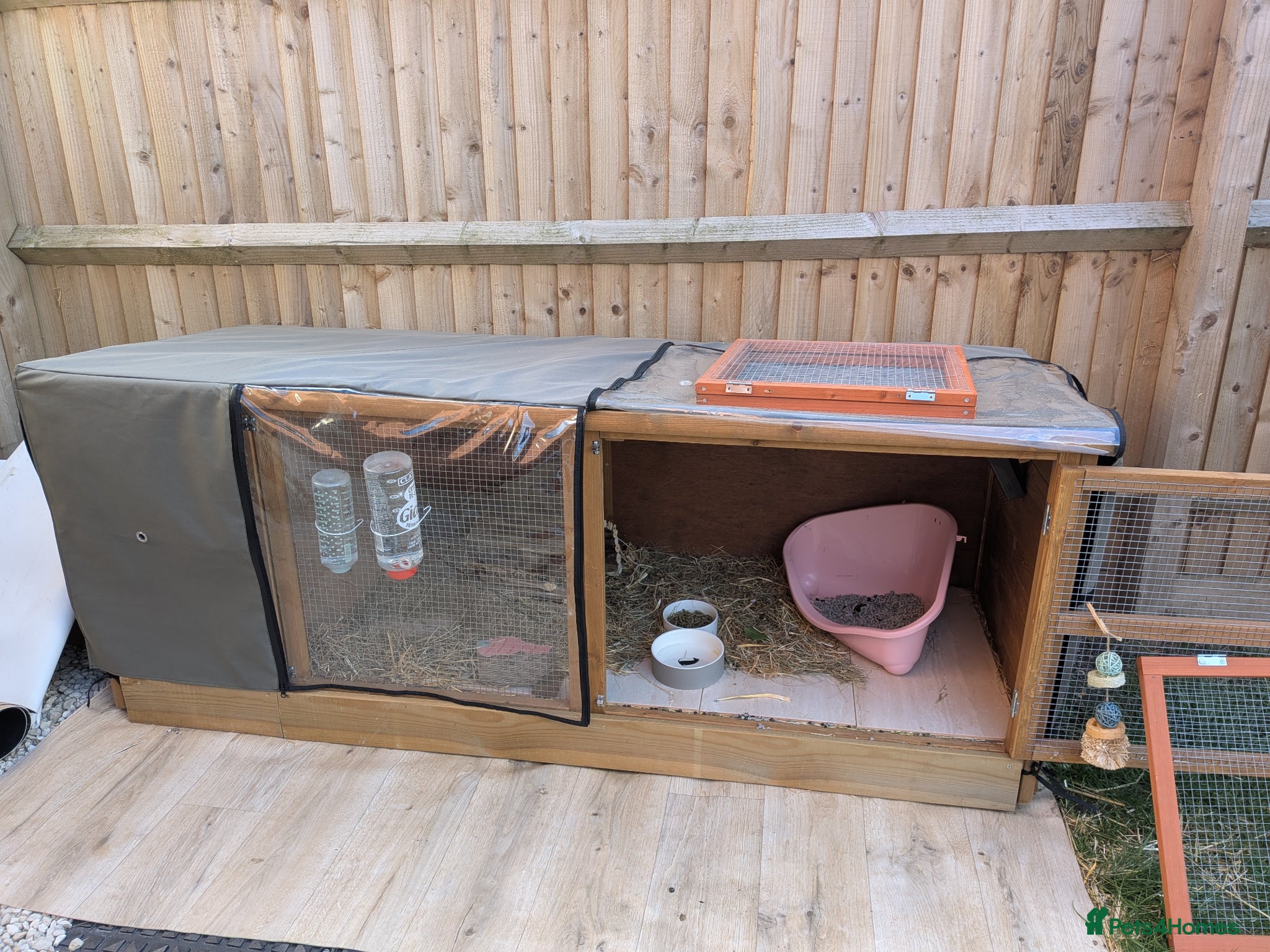 Mixed Breed rabbits for sale: Female rabbit WITH HUTCH and everything needed. - Advert 5