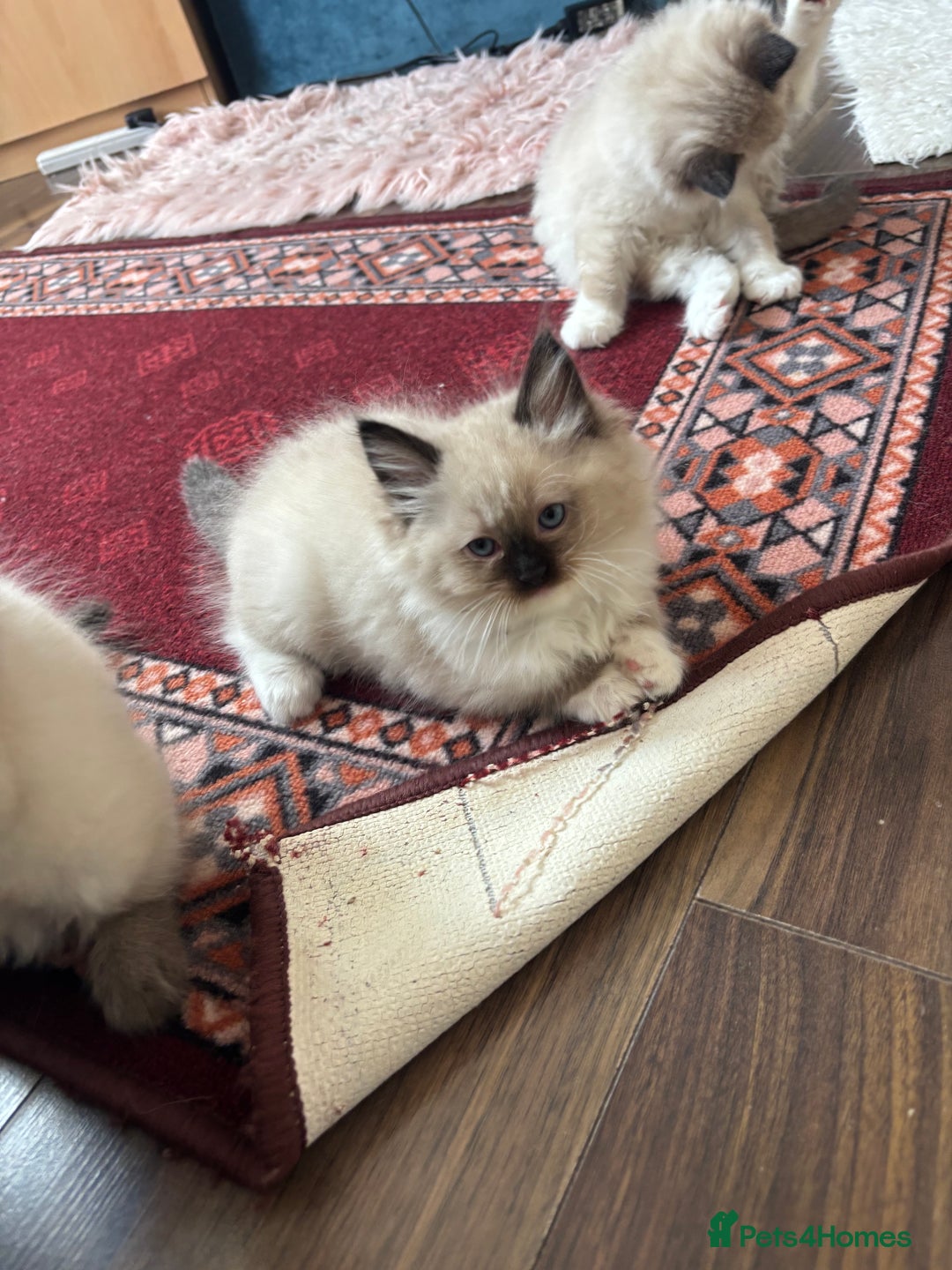 Ragdoll cats for sale: Pure Fluffy Ragdoll kittens - Advert 25