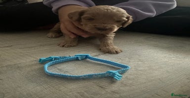 Cockapoo dogs - Advert 8