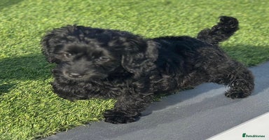 Mixed Breed dogs - Advert 14