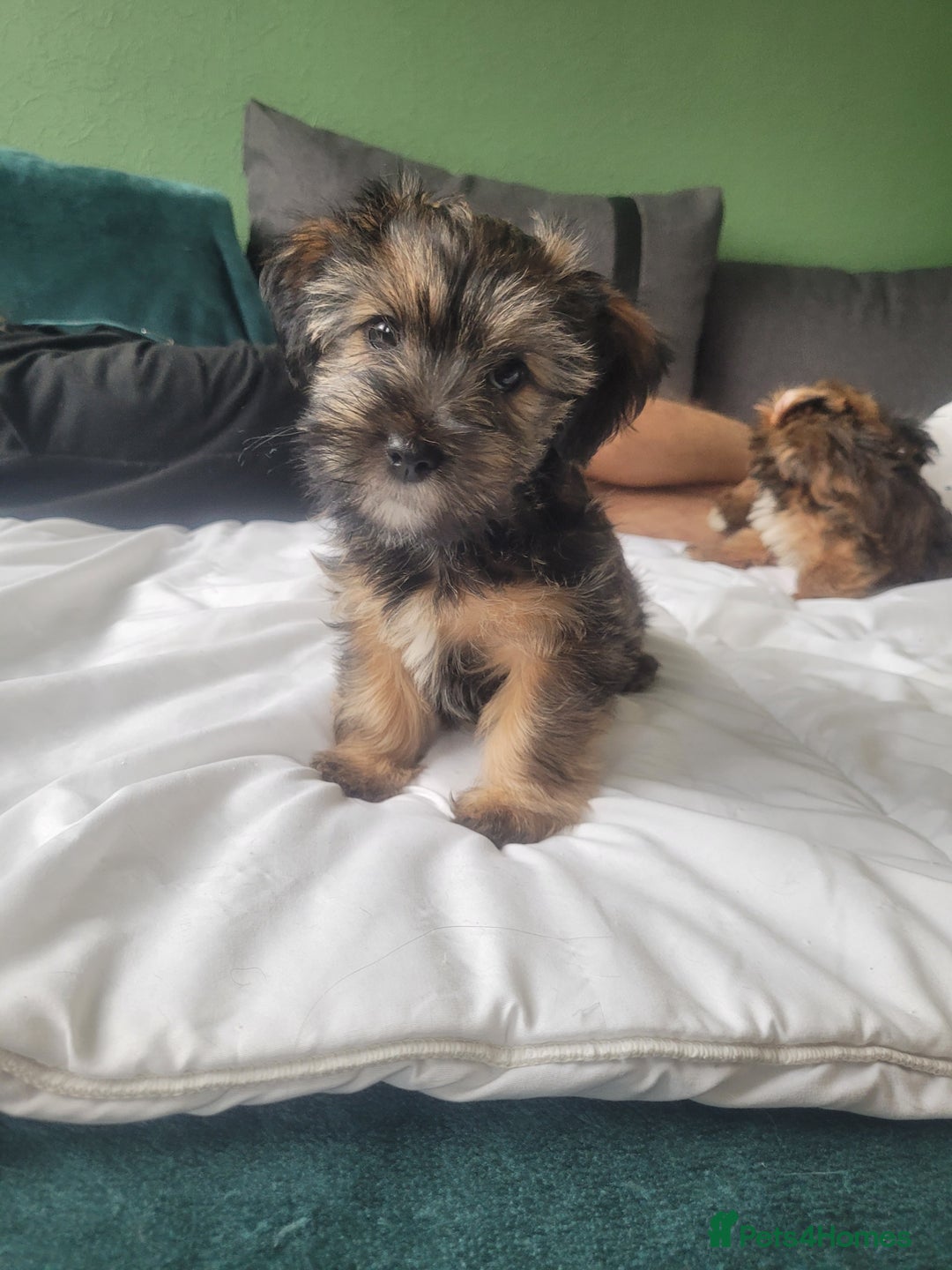 Mixed Breed dogs for sale: shorkie  - Image 2