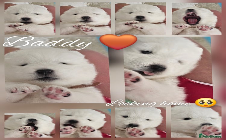 Samoyed dogs - Advert 2