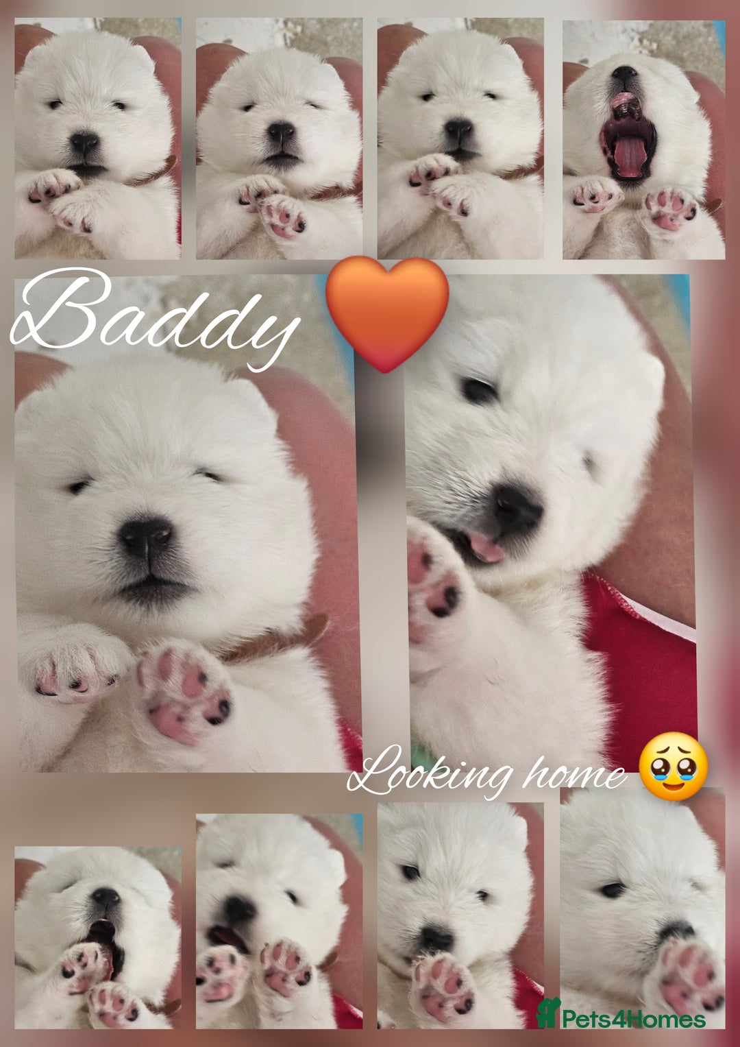 Samoyed dogs for sale: 2wonderful, purebred boys. (For therapy dogs) - Image 11