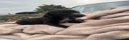 Mixed Breed dogs for sale: Lurcher x vizla puppies  in Millom - Advert 5