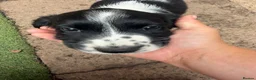 English Springer Spaniel dogs for sale: Engilish springer spaniel puppies  - Advert 17