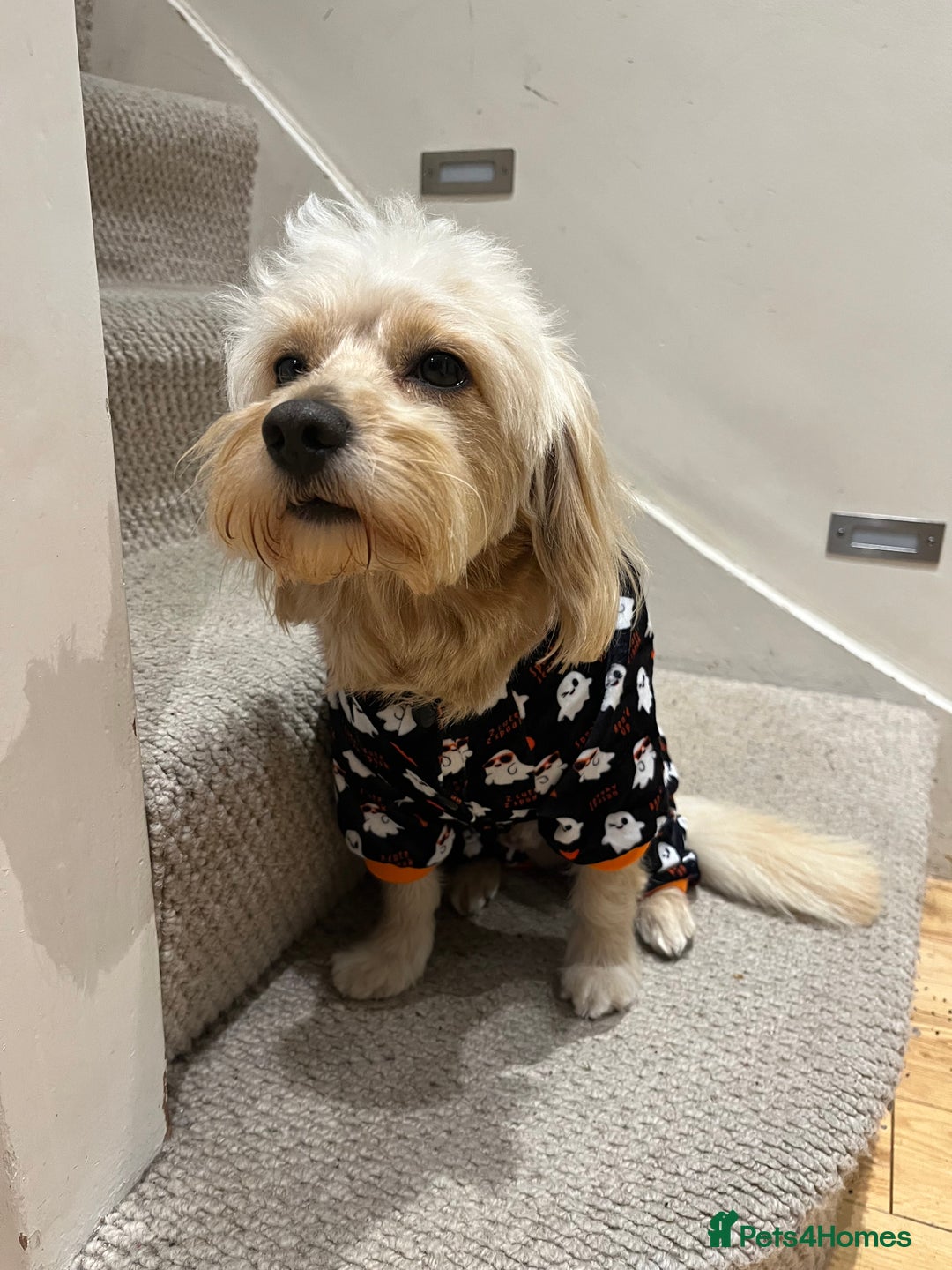 Cavapoochon dogs for stud: 🐾 Stud Available – Meet Eggy the Cavapoochon! 🐾 - Advert 11