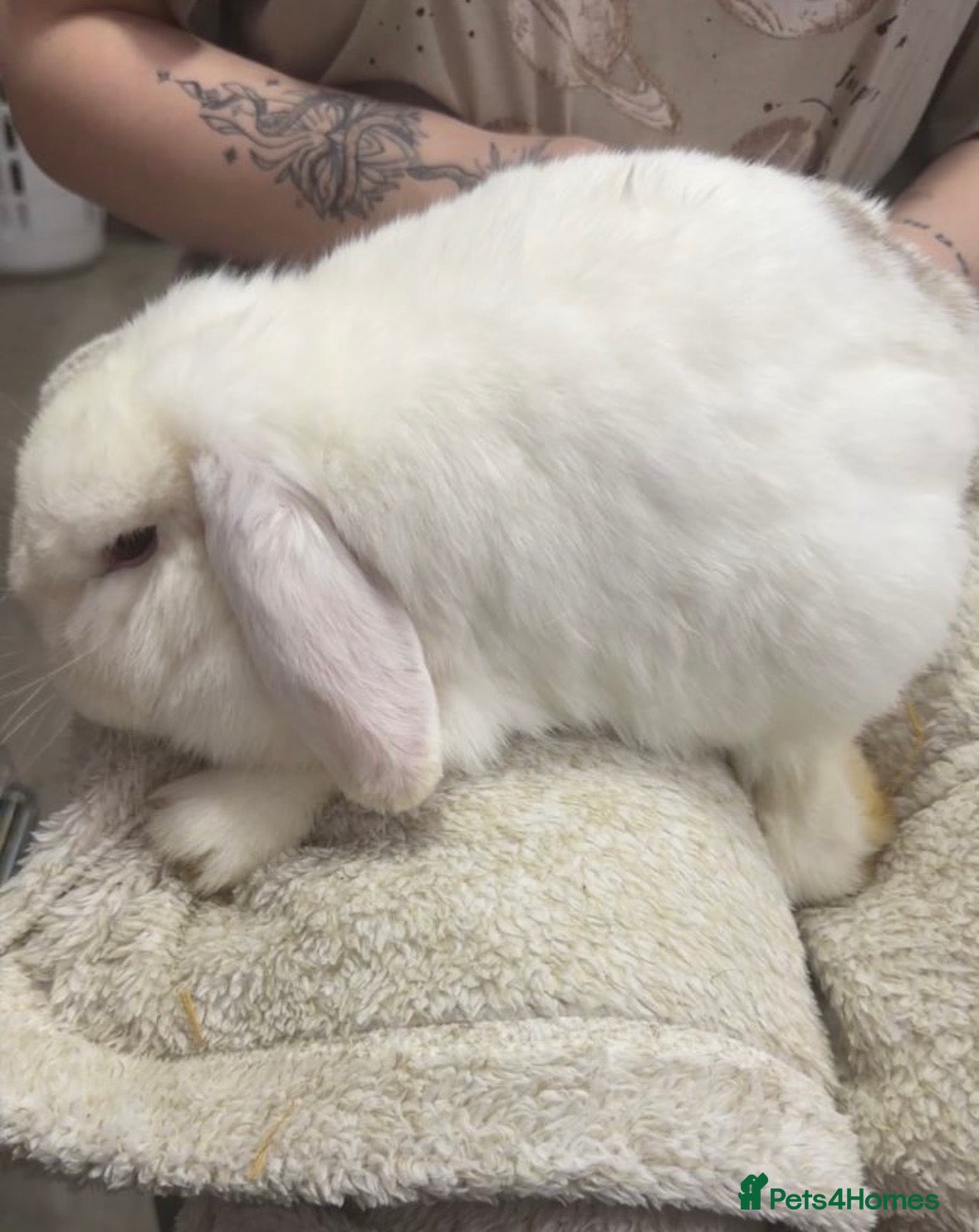 Mini Lop rabbits Female Mini lop - Advert 1