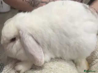 Mini Lop rabbits Female Mini lop - Advert 1