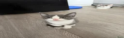 Mixed Breed cats for sale: Kittens Looking for a Loving Home  - Advert 15