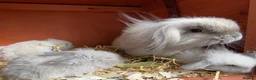 Mini Lop rabbits for sale: Exquisite Lilac Mini Lops - Advert 8