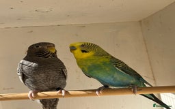 Budgerigars birds for sale: Rare budgies breeding pairs  - Image 4