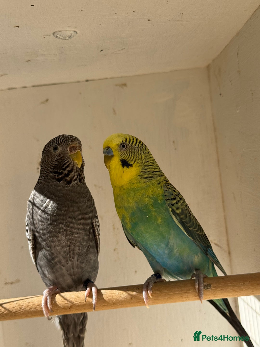 Budgerigars birds for sale: Rare budgies breeding pairs  - Image 4