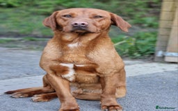 Labrador Retriever dogs for stud: Fully Health tested fox red Labrador for stud in Holywell - Image 2