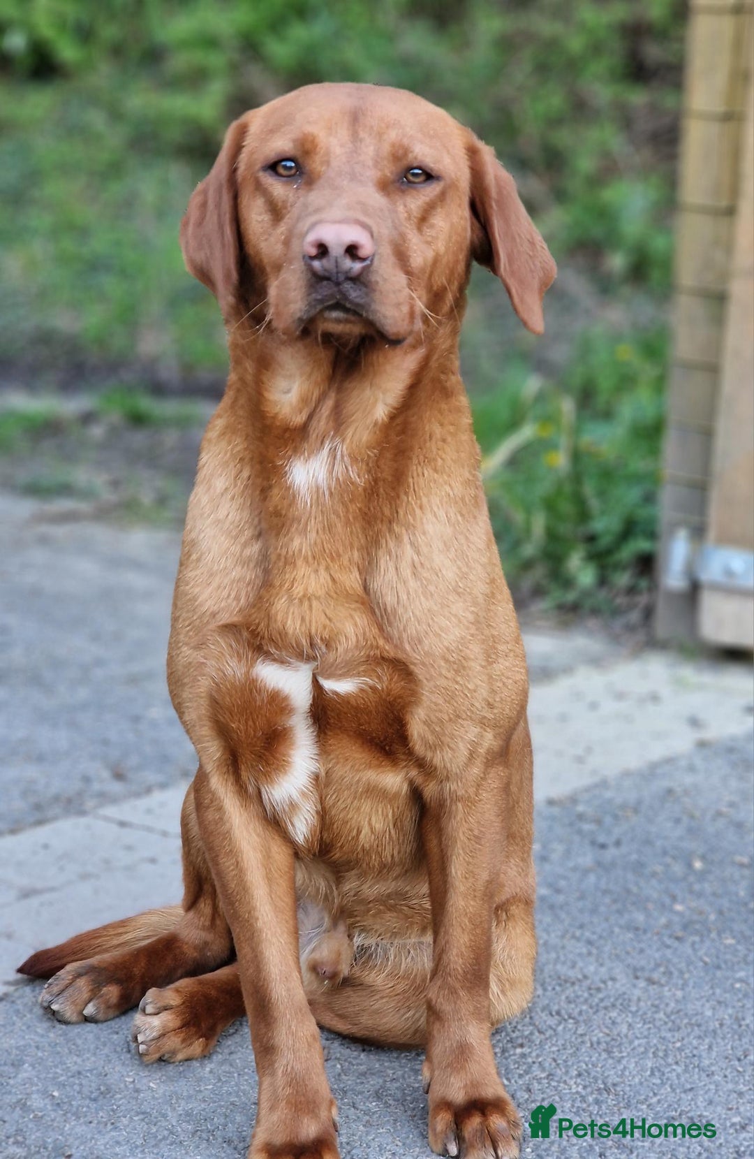 Labrador Retriever dogs for stud: Fully Health tested fox red Labrador for stud in Holywell - Image 2