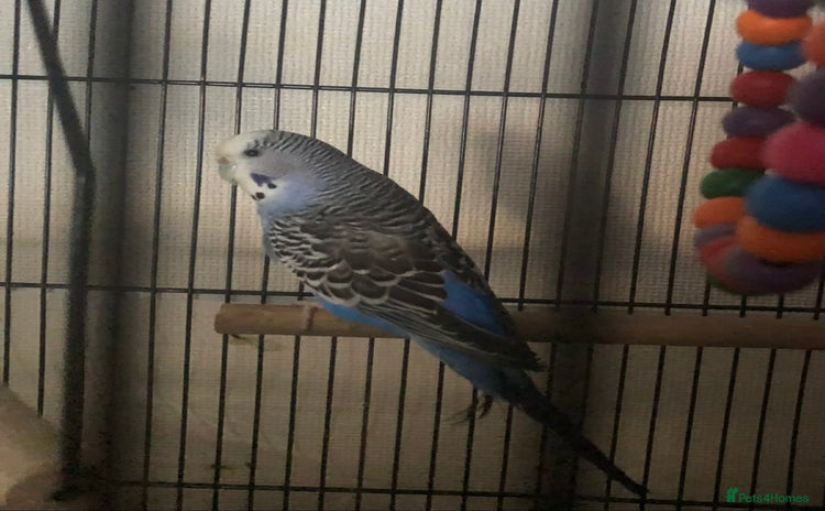 Budgerigars birds Beautiful Budgie for Sale  - Advert 3