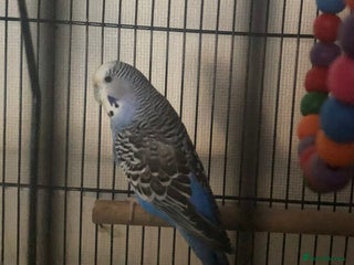 Budgerigars birds Beautiful Budgie for Sale - Advert 1
