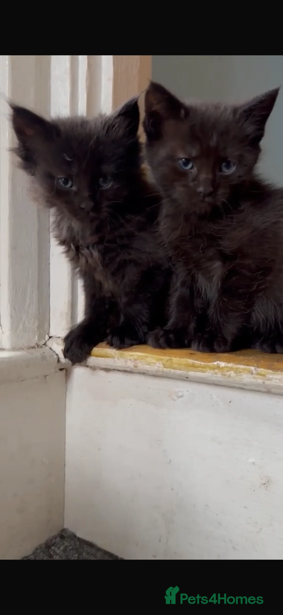 Maine Coon cats for sale: RARE Maine coon kittens  - Advert 2